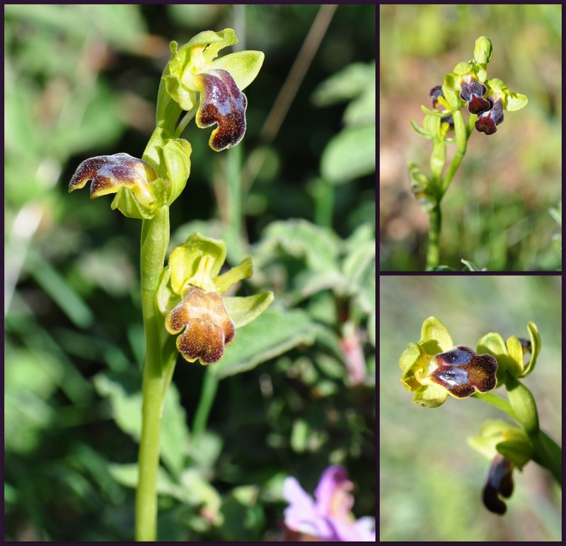 ophrys fusca de CRETE Cretic10