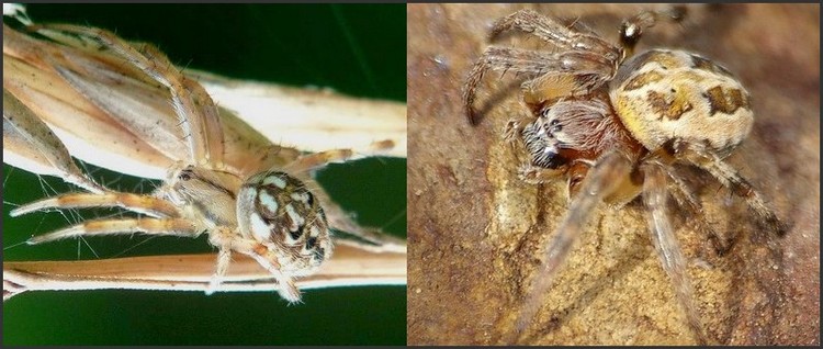 ID araneidae  Ara_10