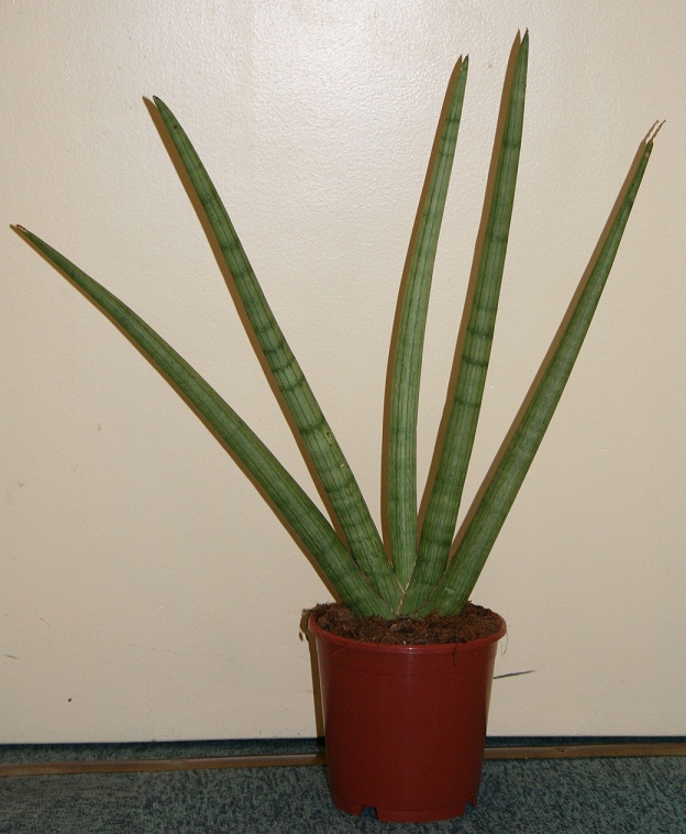 Sansevieria cylindrica 1_01_010