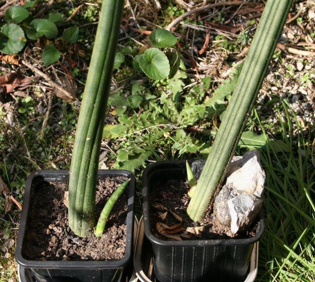 Sansevieria cylindrica 51414610