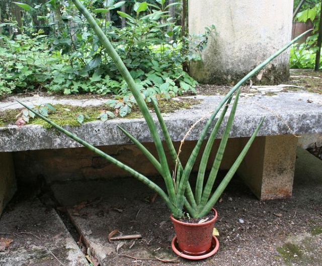 Sansevieria cylindrica 7_06_110