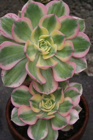 Aeonium 'Sunburst' Img_7711