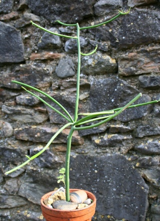 Euphorbia tirucalli Img_8117