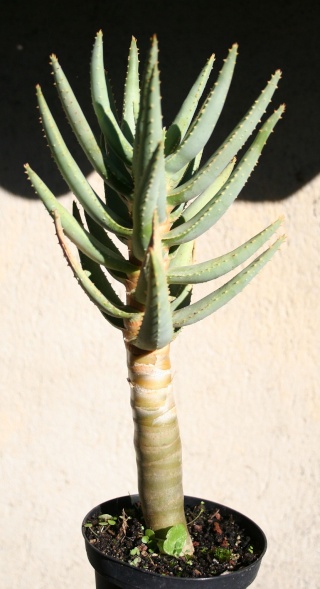 Aloidendron dichotomum (= Aloe dichotoma) Img_8215