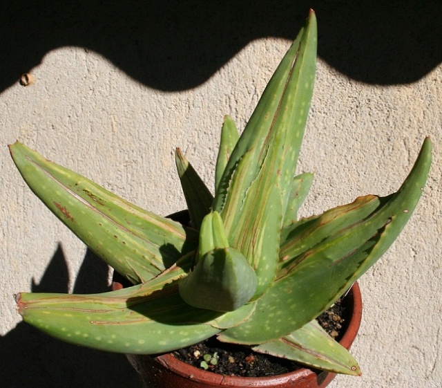 Aloe striata f. monstruosa variegata Img_8217