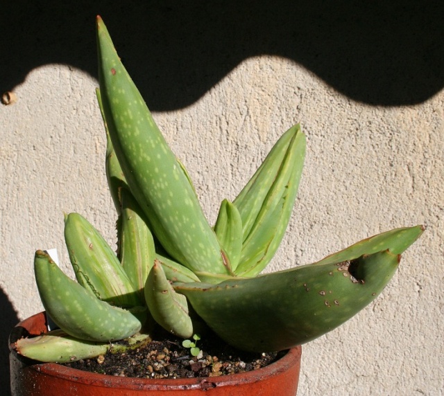 Aloe striata f. monstruosa variegata Img_8218