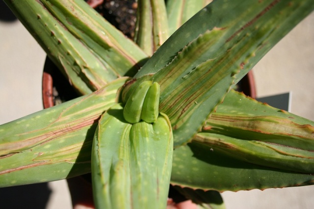 Aloe striata f. monstruosa variegata Img_8219