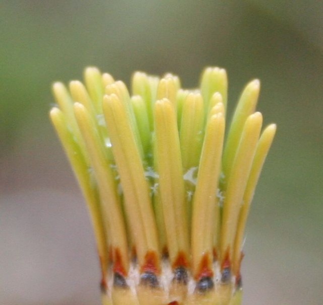 Sciadopitys - Ceiba speciosa (= Chorisia speciosa), Sciadopitys verticillata [devinette] Img_8724