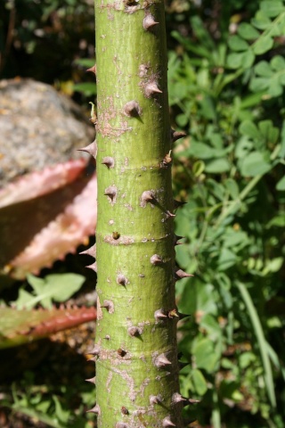 Sciadopitys - Ceiba speciosa (= Chorisia speciosa), Sciadopitys verticillata [devinette] - Page 2 Img_8729