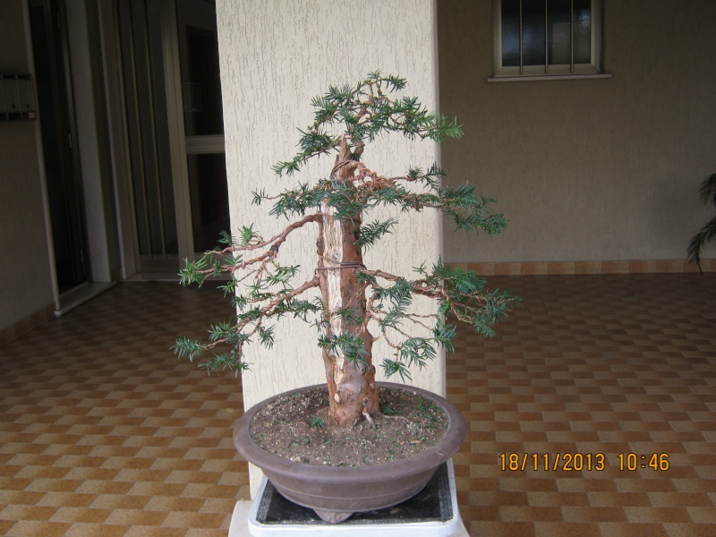 Un tasso che ce la mette tutta per diventare bonsai. Colori12