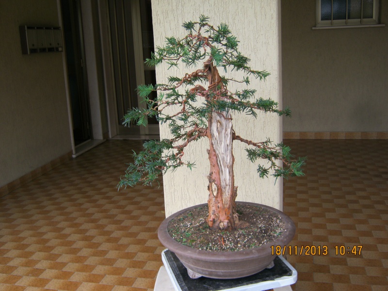 Un tasso che ce la mette tutta per diventare bonsai. Colori16