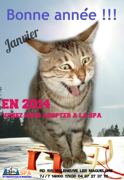 BONNE ET HEUREUSE ANNEE !!! Un grand souhait que tous nos chats trouvent des familles aimantes en 2014 Affich12