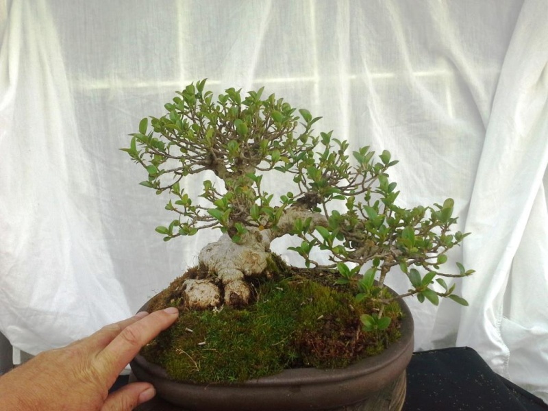 Ficus burtt-davyi #2 Ficus_10