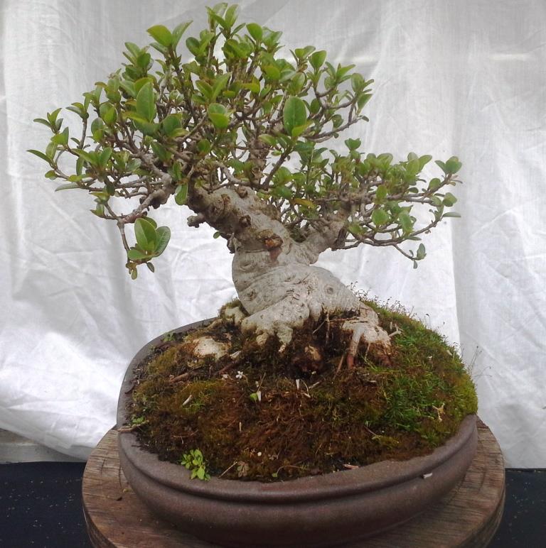 Ficus burtt-davyi #2 Ficus_12