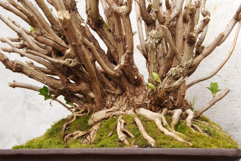 Hydrangea Bonsai from 1999 Hydrae11