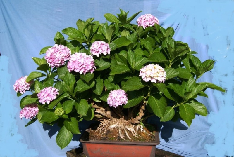 Hydrangea Bonsai from 1999 Hydrae12