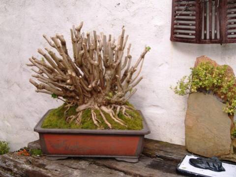 Hydrangea Bonsai from 1999