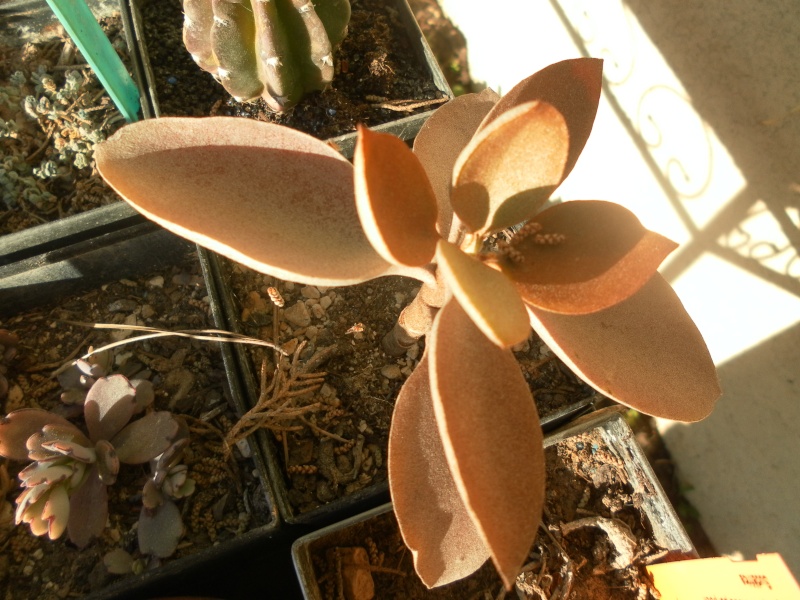 Kalanchoe orgyalis. Sam_1014