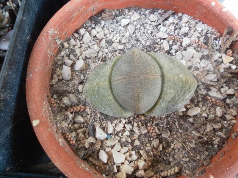 pleiospilos nelii Sam_1122