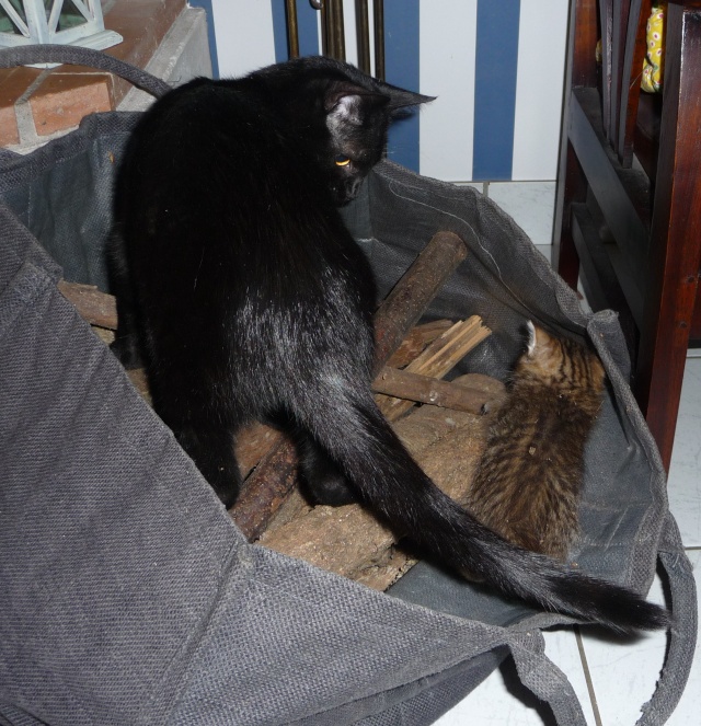 IZZY, chatonne européenne, noire, née vers le 15 Mai 2013 28_10_13