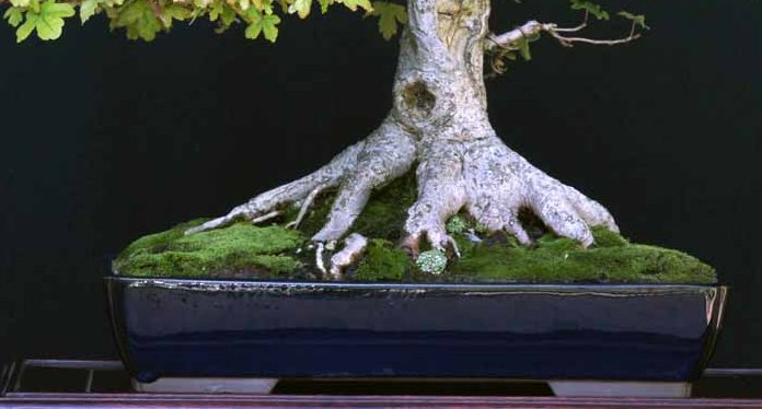 Quando il Nebari del Bonsai determina lo stile. 1411