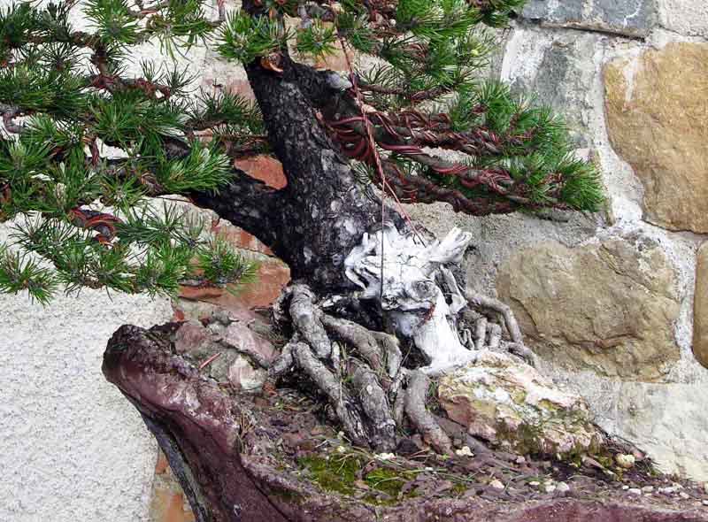 Quando il Nebari del Bonsai determina lo stile. 711