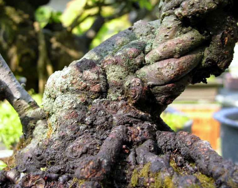 Quando il Nebari del Bonsai determina lo stile. 911
