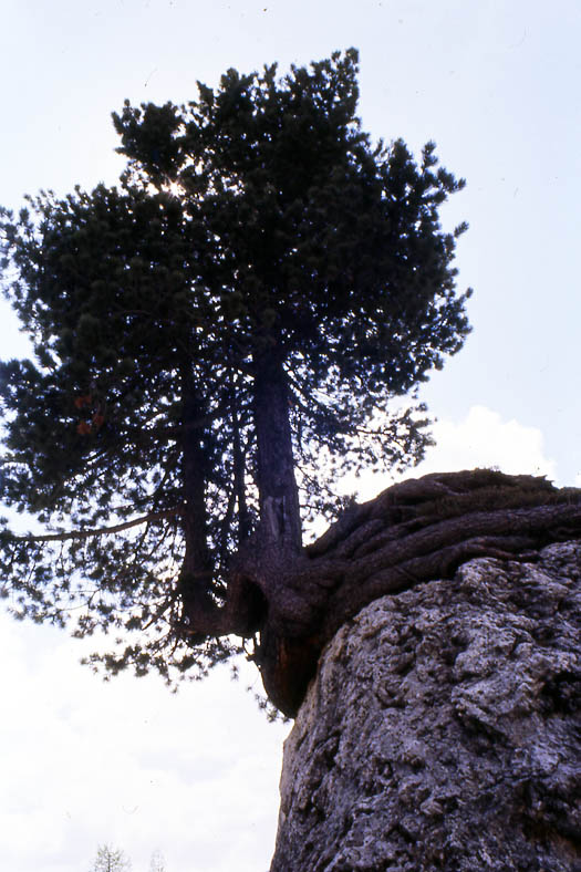 Quando il Nebari del Bonsai determina lo stile. 9qvz10