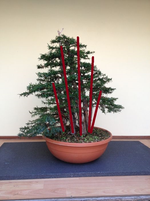 bosco di tassi dalla realtà a bonsai Img_2910