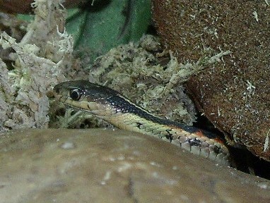 thamnophis sirtalis - Page 3 20_12_11