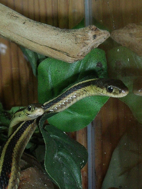 thamnophis sirtalis - Page 3 22_12_11