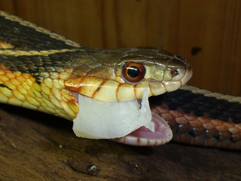 thamnophis sirtalis - Page 3 23_11_10