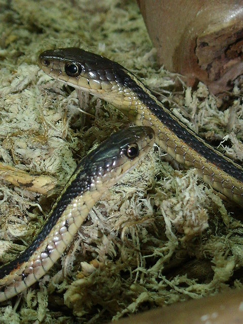 thamnophis sirtalis - Page 3 24_12_10
