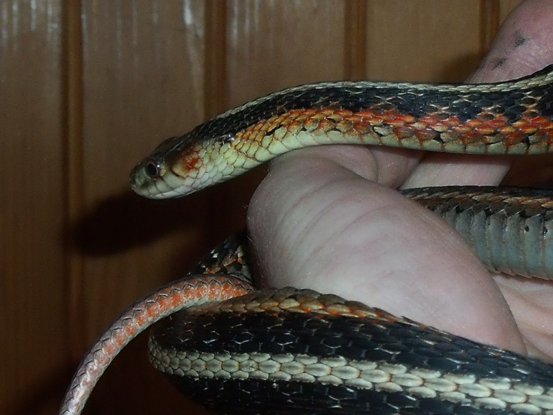 thamnophis sirtalis - Page 4 27_03_12