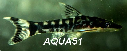 otocinclus - Otocinclus cocama Otocin11