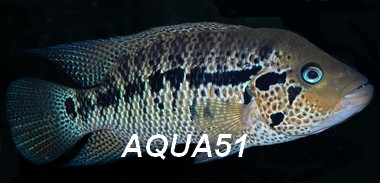 Parachromis motaguensis Parach13
