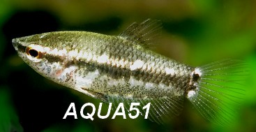  Parasphaerichthys lineatus Parasp10