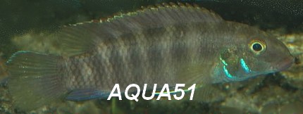 pelvicachromis - Pelvicachromis rubrolabiatus Pelvic11