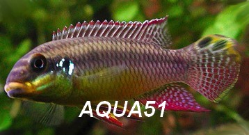 Pelvicachromis taeniatus Pelvic13