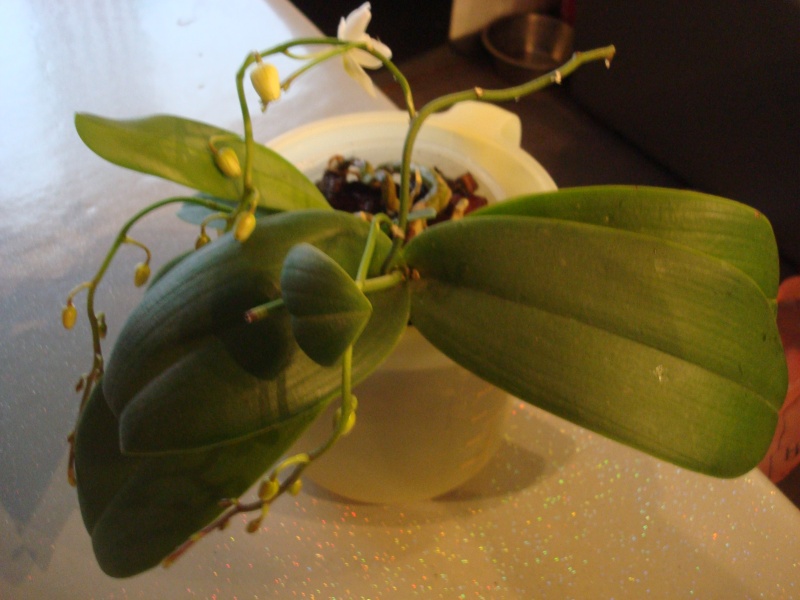 Phalaenopsis premiere refloraison maison (pte fleur blanche ) Dsc09310