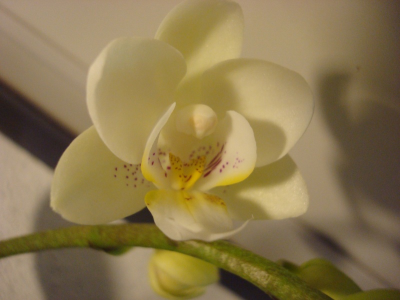 phalaenopsis timothy christopher Dsc09312