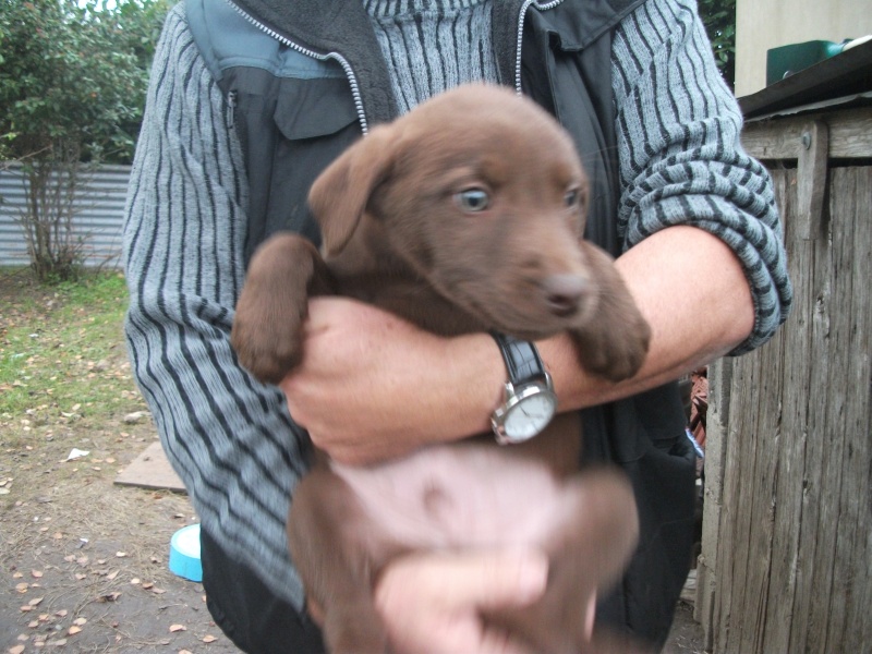 Ipnos chiot mâle labrador/berger allemand né le 28/09/13 Ipnos10