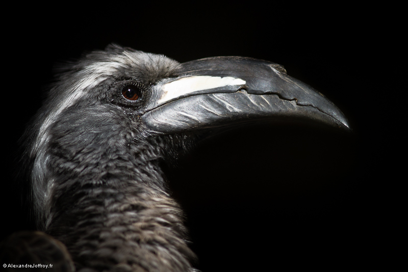 [Série] Portraits d'Oiseaux  7d-img13