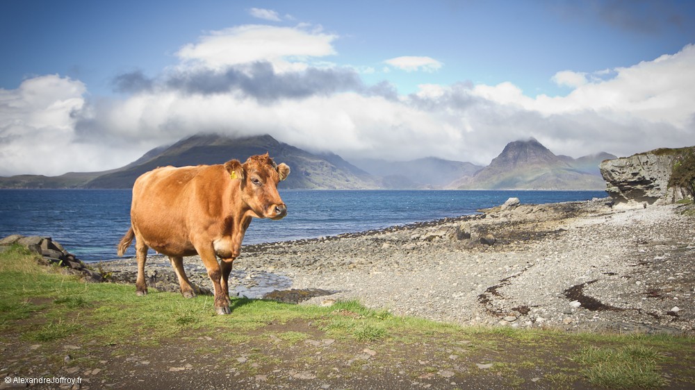 Une journée à Elgol Img_8710