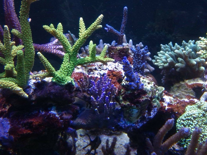 MICSPIT REEF TANK N2. 1500L + - Page 5 19826510