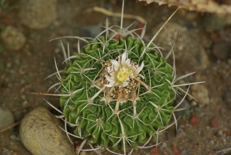  Echinofossulocactus sp. : cactée discrète Imgp6415