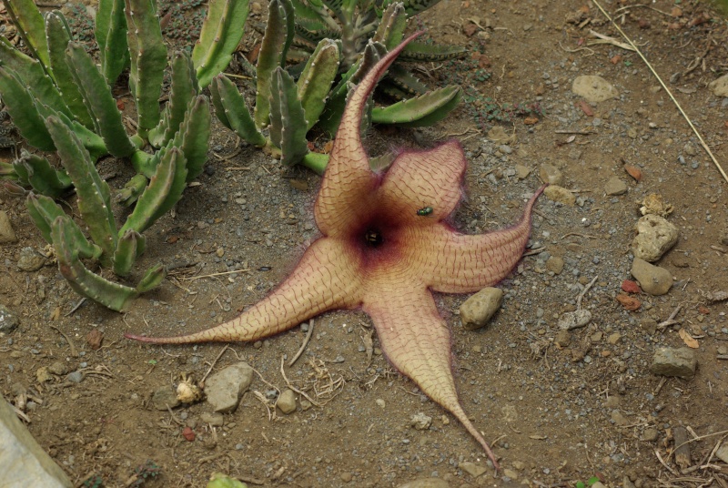 Stapelia grandiflora : Enfin une fleur! Imgp6511