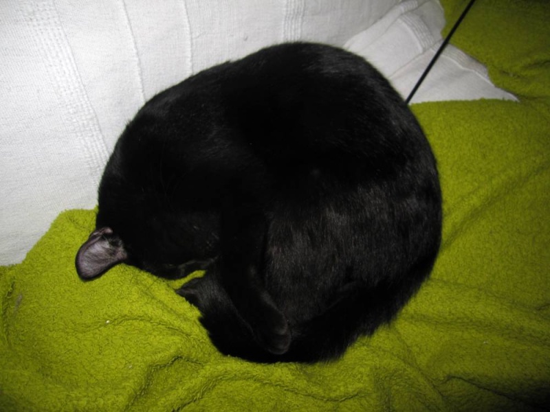 ISEULT, chatte européenne, noire, née le 11/02/2013 Honora17