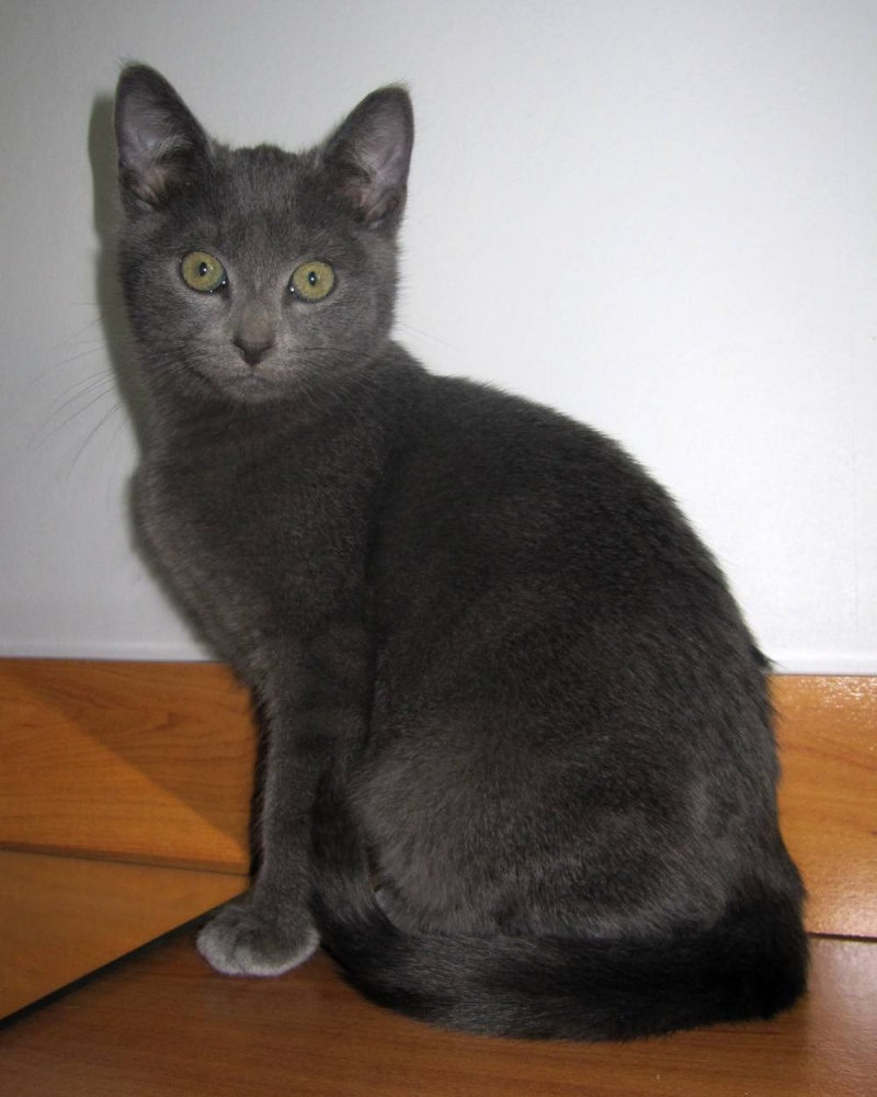 IGUAZU, chaton européen, gris, née le 11/08/2013 Iguazu12