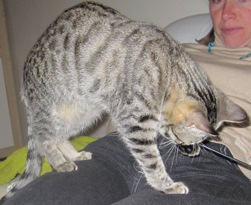 ILOHA, chatte européenne tigrée née vers le 15/04/13, EN DON LIBRE Iloha_19
